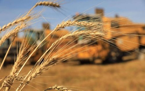 Зэвсэгт хүчнээс 3102 оюутан ургац хураалтад оролцож байна